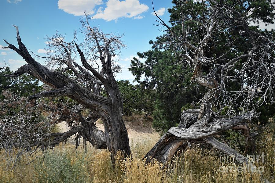 Blackened Juniper Photograph by Leslie M Browning