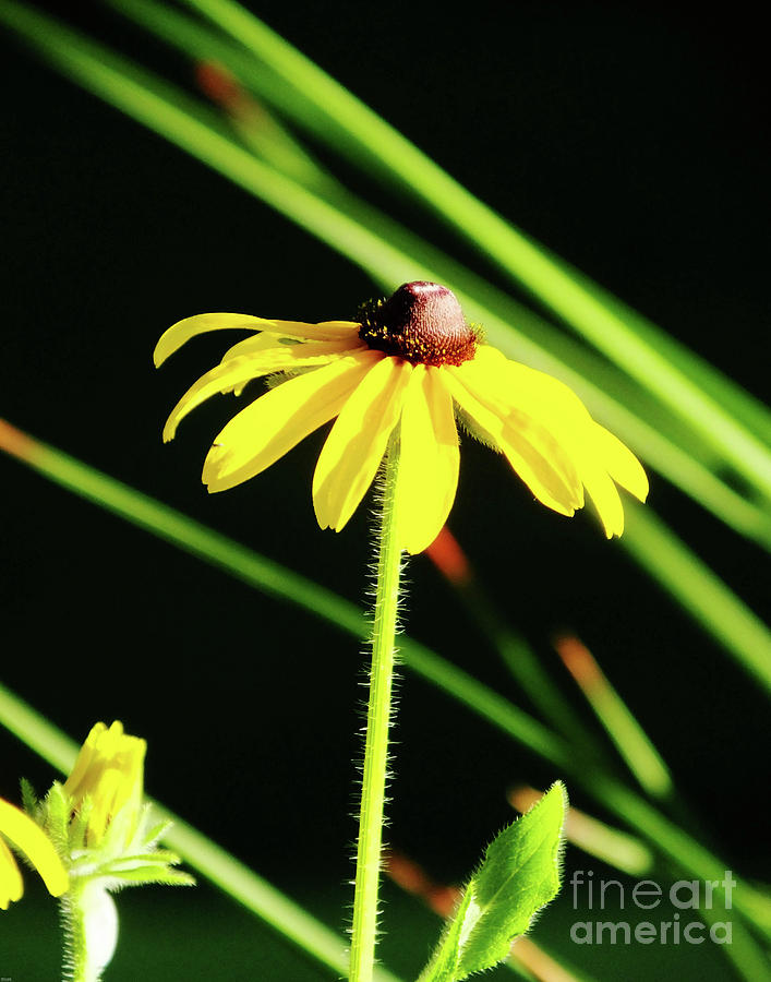 Blackeyed Susan 15 by Lizi Beard-Ward Blackeyed Susan 15 by Lizi Beard-Ward