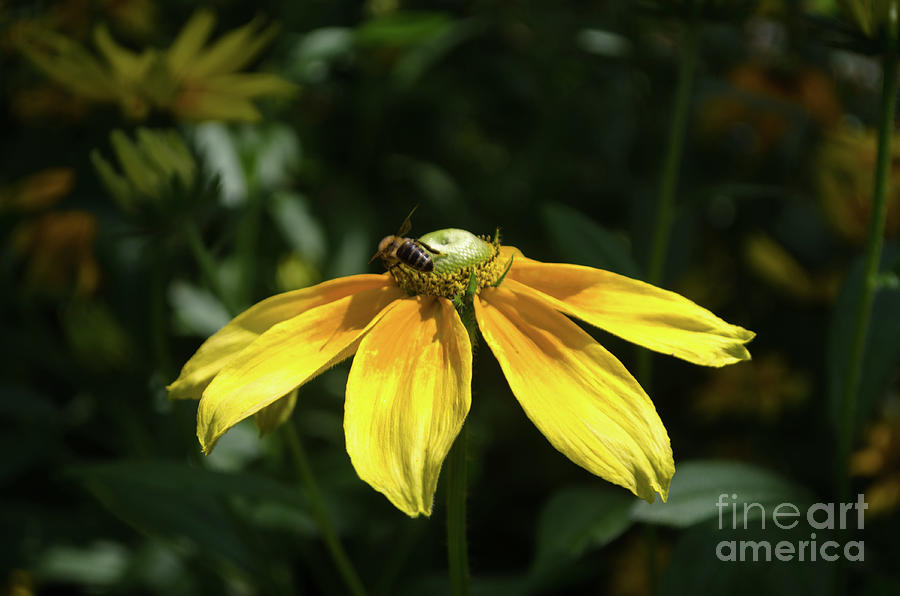 blackeyed Susan with guest Photograph by Michelle Meenawong