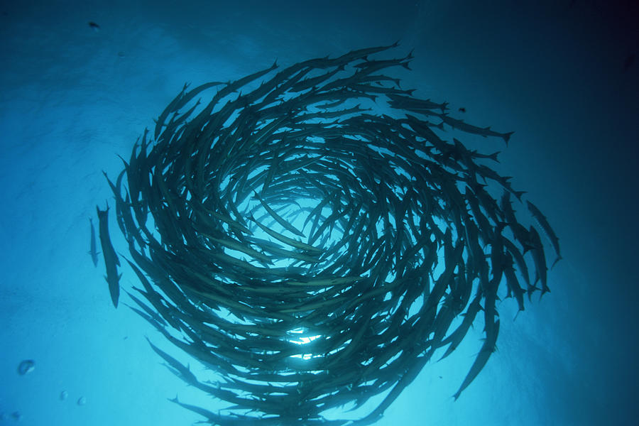 Blackfin Barracuda Swimming In Circles Photograph by Comstock