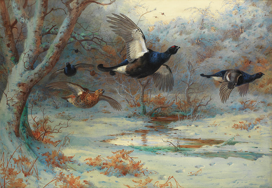 Archibald Thorburn Painting - Blackgame in woodland, winter by Archibald Thorburn