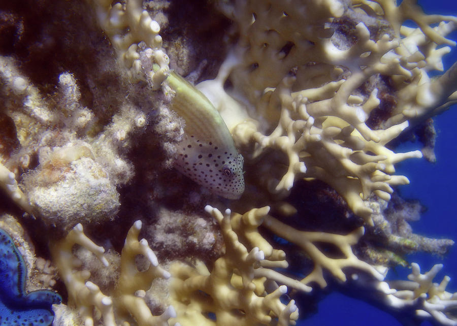 Blackside Hawkfish Hiding In The Red Sea Corals Photograph by Johanna Hurmerinta