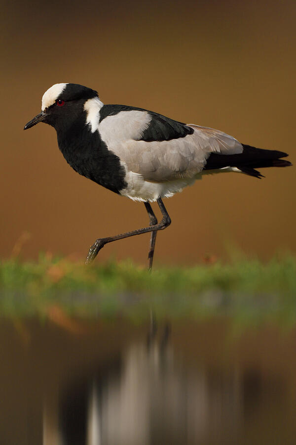 Blacksmith Plover, By Water, Zimanga Private Nature Photograph by ...