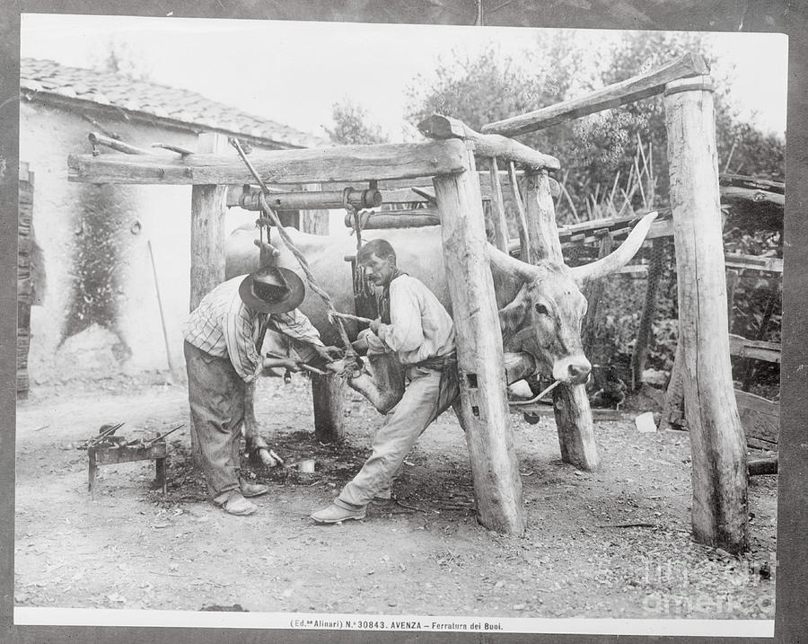 Blacksmith Working On Oxen Photograph by Bettmann