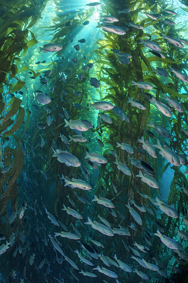 Blacksmiths School Swam Through A Giant Kelp Forest, Santa Photograph by Alex Mustard / Naturepl.com Blacksmiths School Swam Through A Giant Kelp Forest, Santa Photograph by Alex Mustard / Naturepl.com