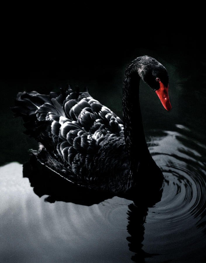 Swan Photograph - Black_swan by Holloway