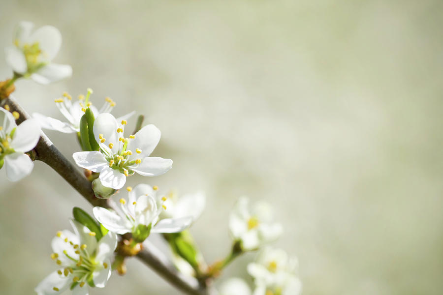 Blackthorn Blossom Photograph by Lordrunar