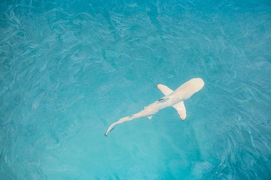Fish Photograph - Blacktip Reef Shark Hunting In A Shoal by Levente Bodo