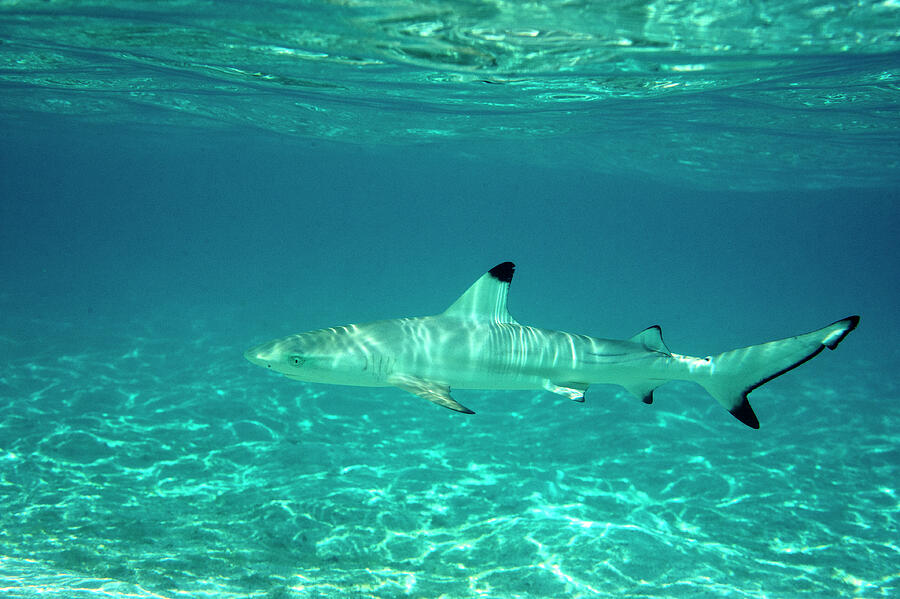 Wildlife Photograph - Blacktip Reef Shark Juvenile In Shallow Water, Maldives by Graham Eaton / Naturepl.com