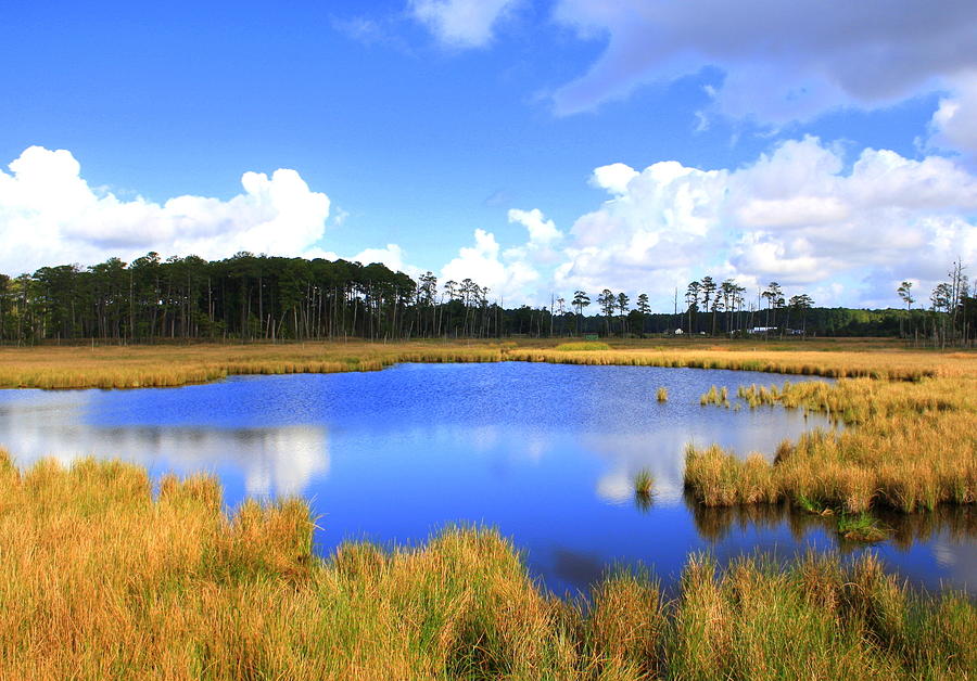 Blackwater National Refuge Photograph by William Gardner - Fine Art America