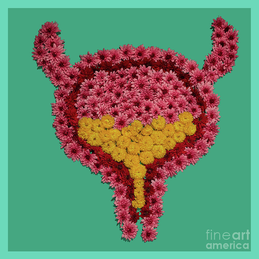 Bladder Photograph by Peakstock / Science Photo Library