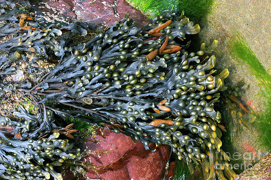Bladder Wrack Seaweed Photograph by Dr Keith Wheeler/science Photo Library