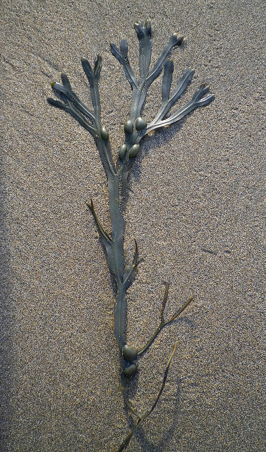 Bladder Wrack Seaweed Tree Sculpture On Sand Photograph by Richard Brookes