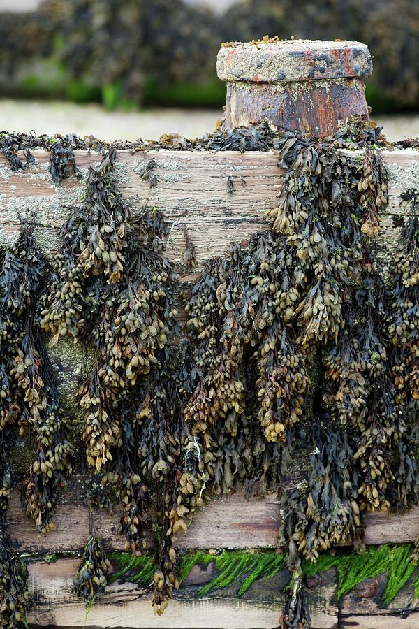 Bladderwrack Seaweed Hanging On Wooden Planks Photograph by Victoria Firmston