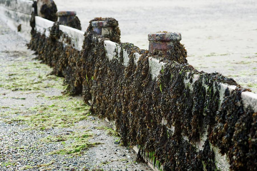 Bladderwrack Seaweed On Wooden Planks Photograph by Victoria Firmston