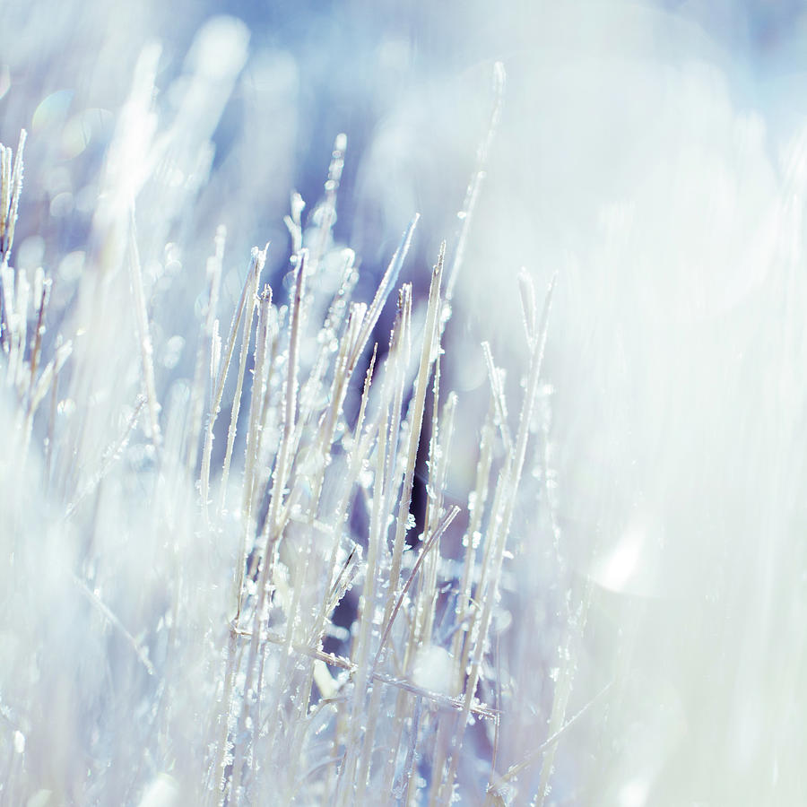 Blade Of Grass With White Frost On Them Photograph by Mmeemil