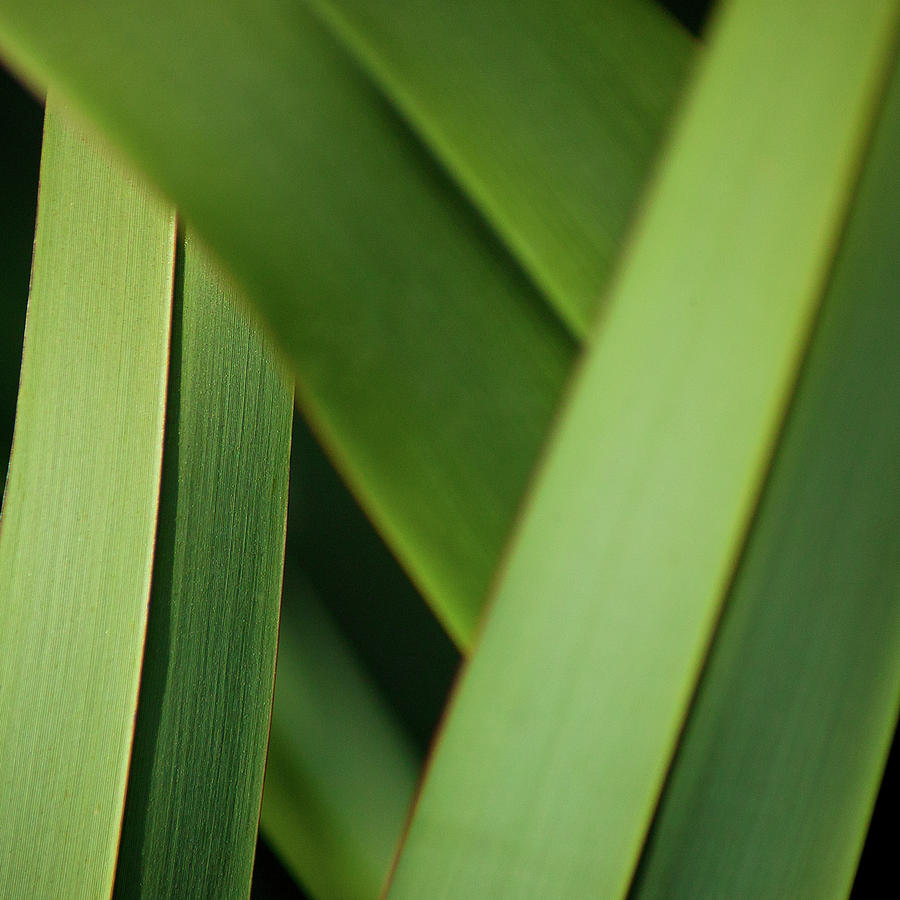 Blades I by Mark Shoolery Blades I by Mark Shoolery