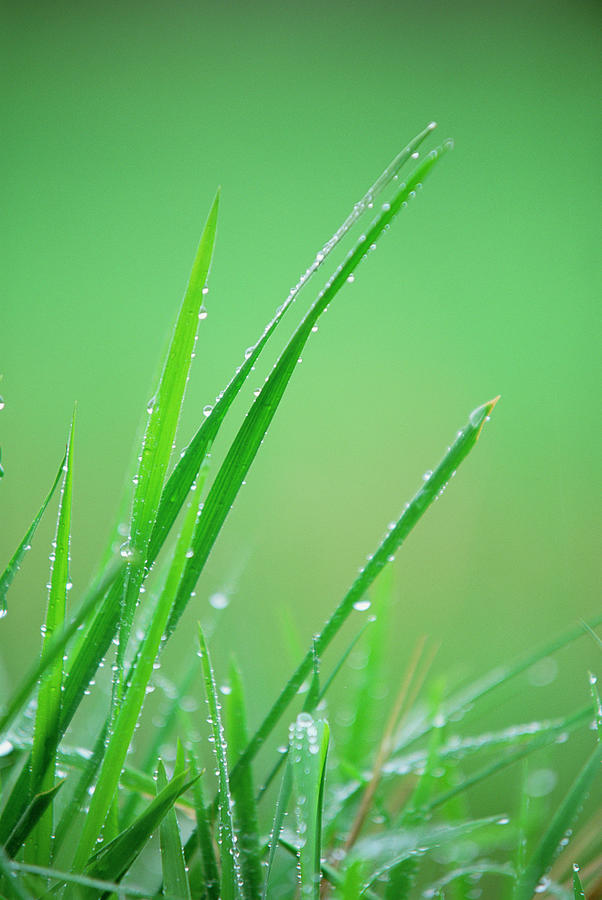 Blades Of Grass Photograph by Martin Ruegner