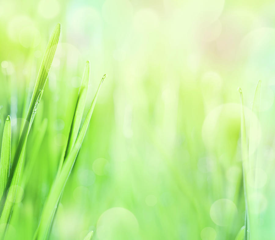 Blades Of Grass With Bokeh Lights In Photograph by Jeja