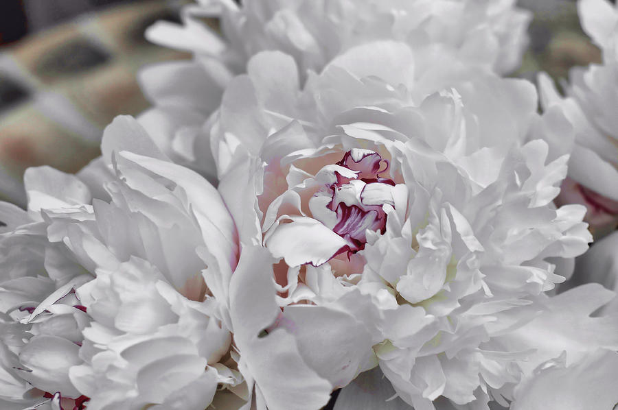 Blanc Fleurs Photograph by JAMART Photography