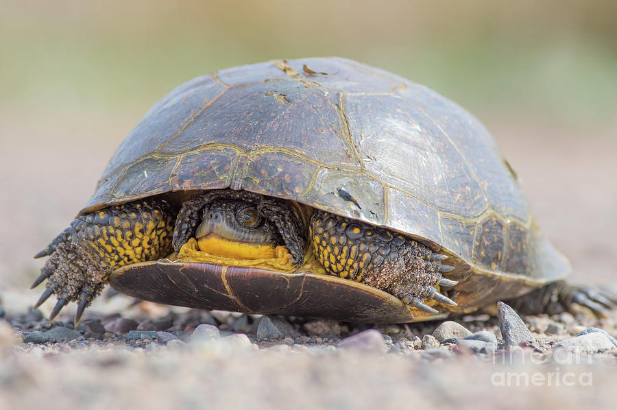 Blandings Turtle On Dirt Road Photograph
