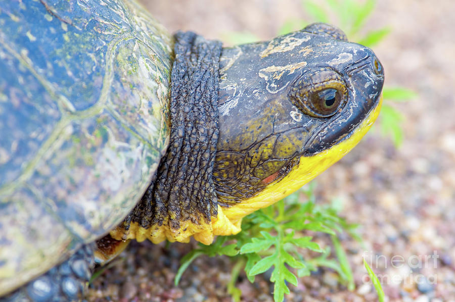 Blanding's Turtle Portrait Photograph by Bobby Griffiths - Fine Art America