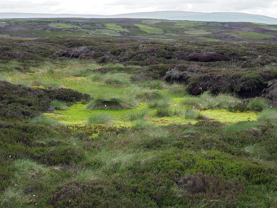 Blanket Bog On Upland Grouse Moor, Upper Teesdale, Co Photograph by ...