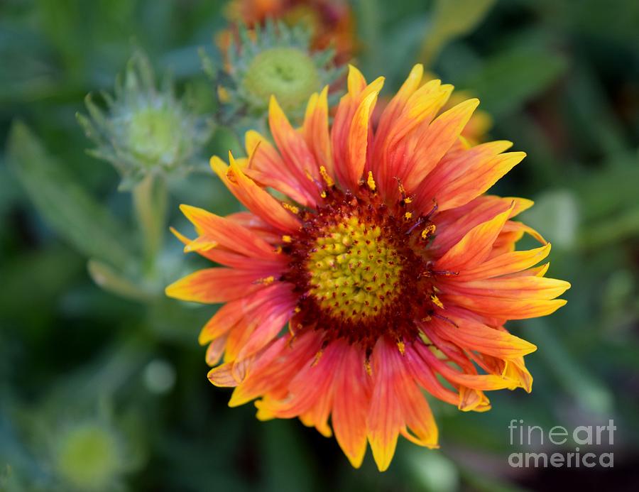 Blanket Flower Bliss  Photograph by Janet Marie
