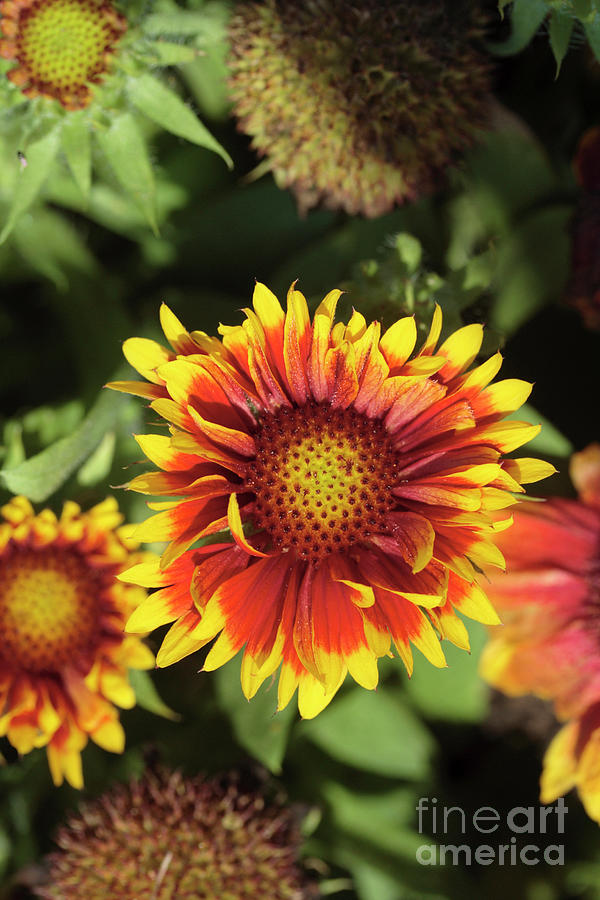 Blanket Flower (gaillardia arizona Sun) Photograph by Science Photo Library Blanket Flower (gaillardia arizona Sun) Photograph by Science Photo Library