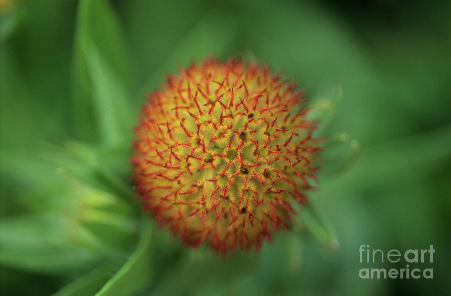 Blanket Flower (gaillardia goblin) Photograph by Science Photo Library Blanket Flower (gaillardia goblin) Photograph by Science Photo Library