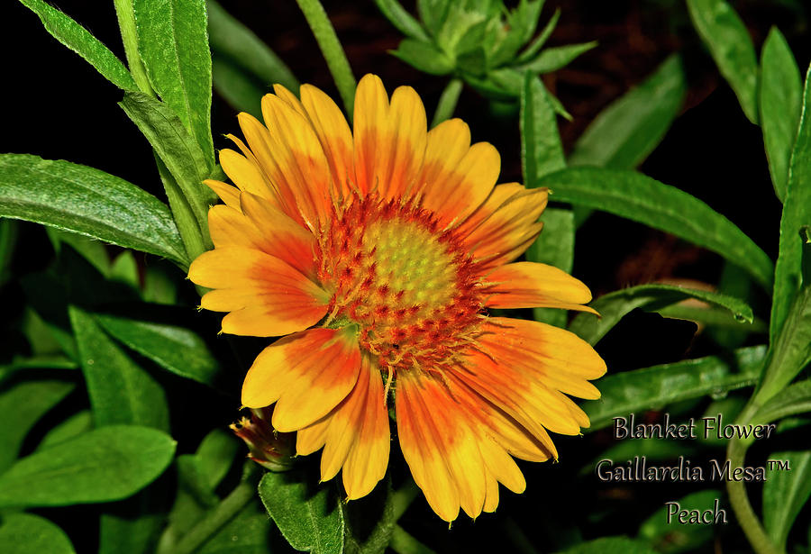 Mesa peach blanket discount flower