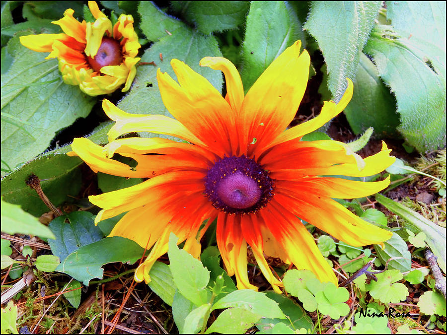 Blanket Flower Photograph by Nina-Rosa Dudy