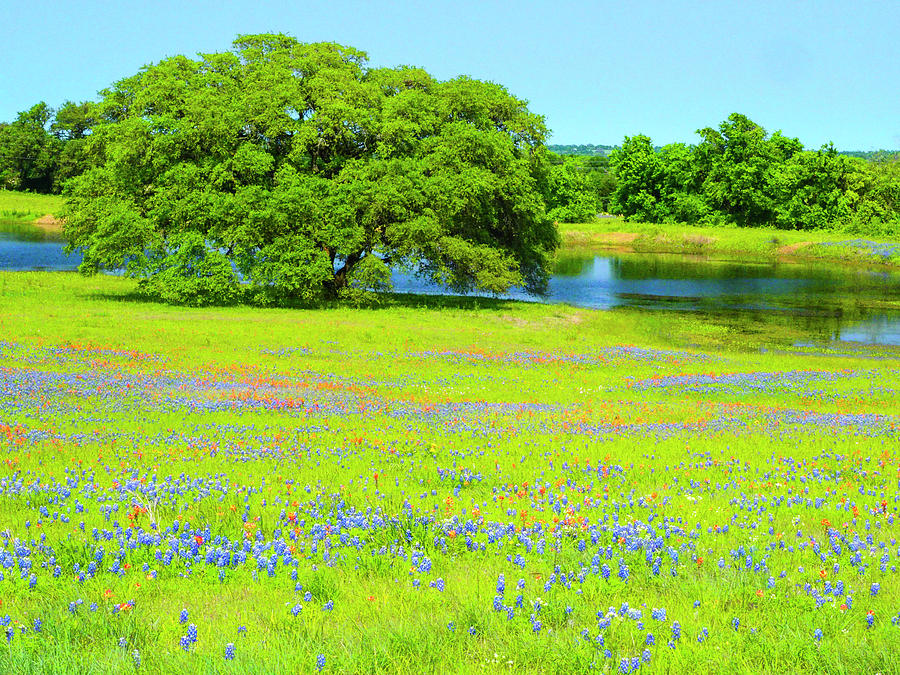 Spring Photograph - Blanket Flowers And Bluebonnets by Sylvia Gulin