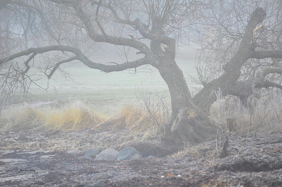 Blanket Of Fog Photograph