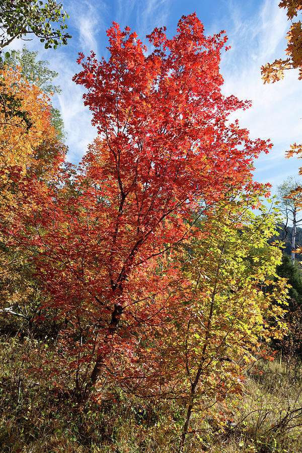 Blazing Maples in the Canyon Photograph by Kathleen Bishop