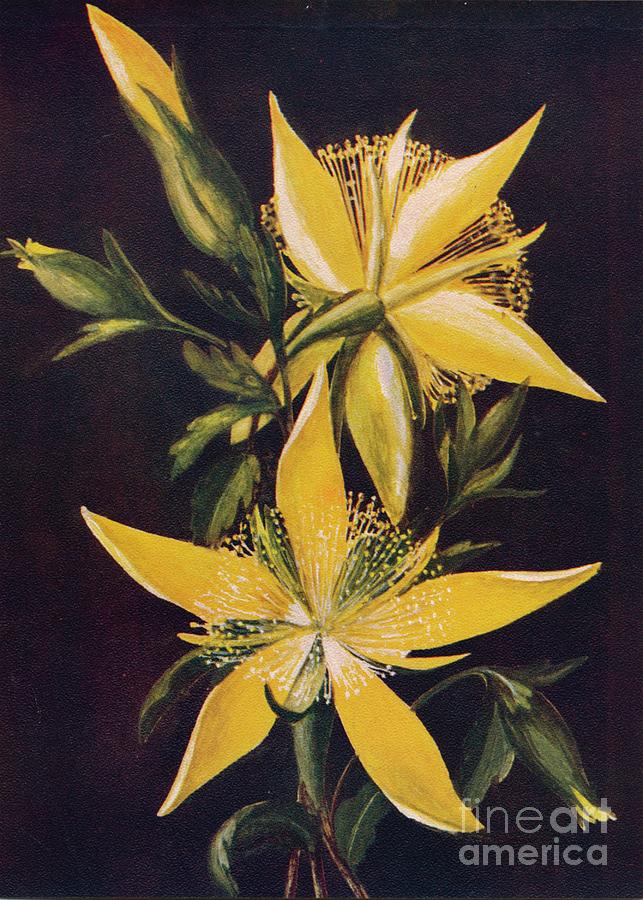 Blazing Star, C1915, 1915 Drawing by Print Collector