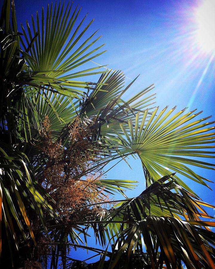 Blazing sun, blue sky, palm tree leaves Photograph by Seeables Visual Arts