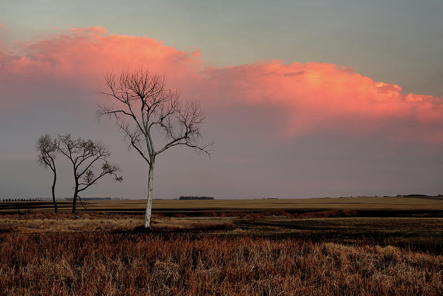 Bleached Beauty and her two Admirers - Dead Cottonwood tree on ND Prairie Photograph by Peter Herman