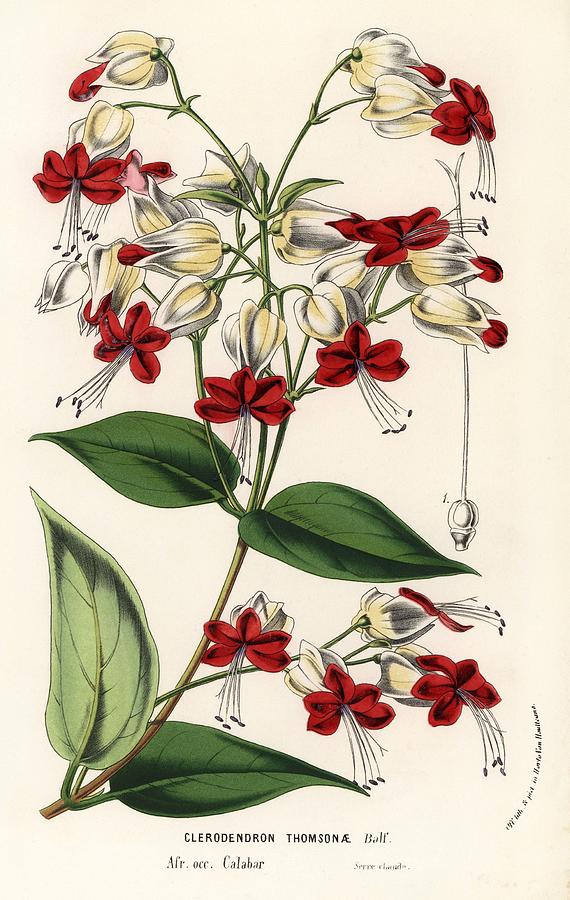 Bleeding glory-bower. Flowers of the Gardens and Hothouses of Europe, Ghent, Belgium, 1862-65. Drawing by Album