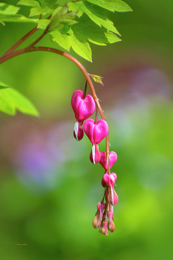 Bleeding Heart Flowers Photograph by Christina Rollo