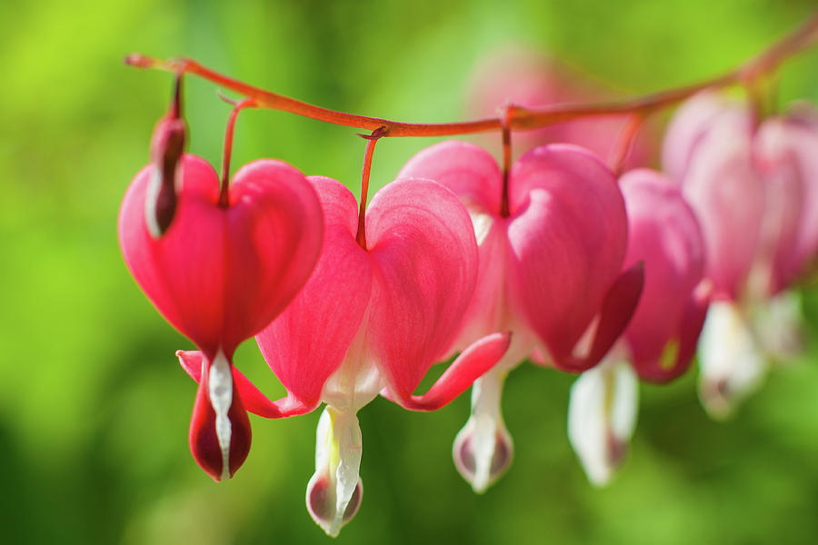 Bleeding Hearts 02 Photograph by Jason Champaigne | Fine Art America