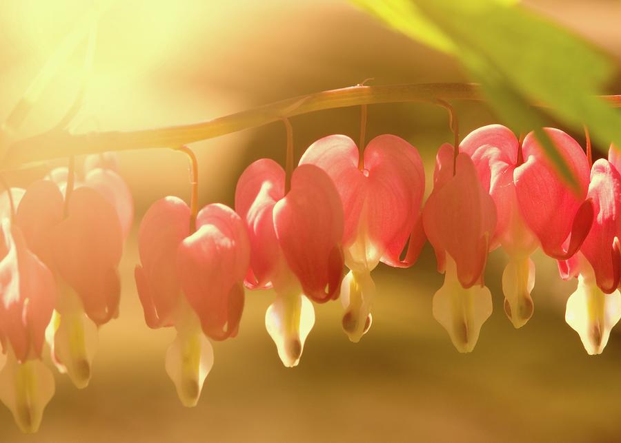 Flower Photograph - Bleeding Hearts by Bob Orsillo