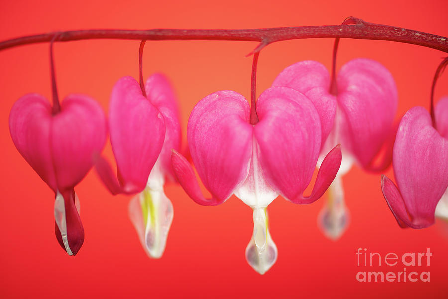 Mothers Day Photograph - Bleeding hearts by Delphimages Photo Creations