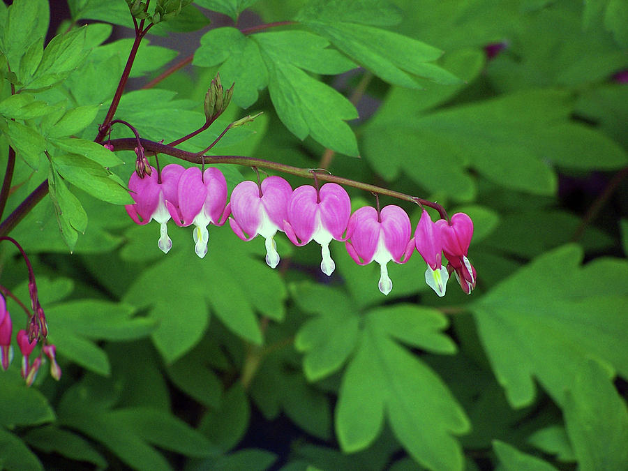 Bleeding Hearts - Dicentra Spectabilis Photograph by Toni Leland Bleeding Hearts - Dicentra Spectabilis Photograph by Toni Leland