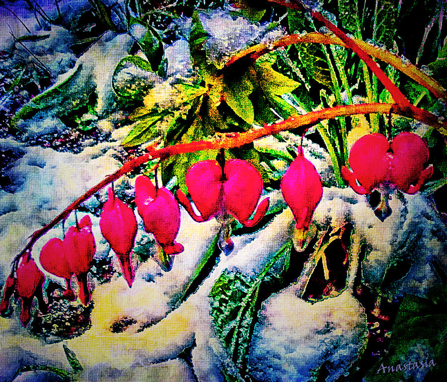 Bleeding Hearts in May Snow Photograph by Anastasia Savage Ealy