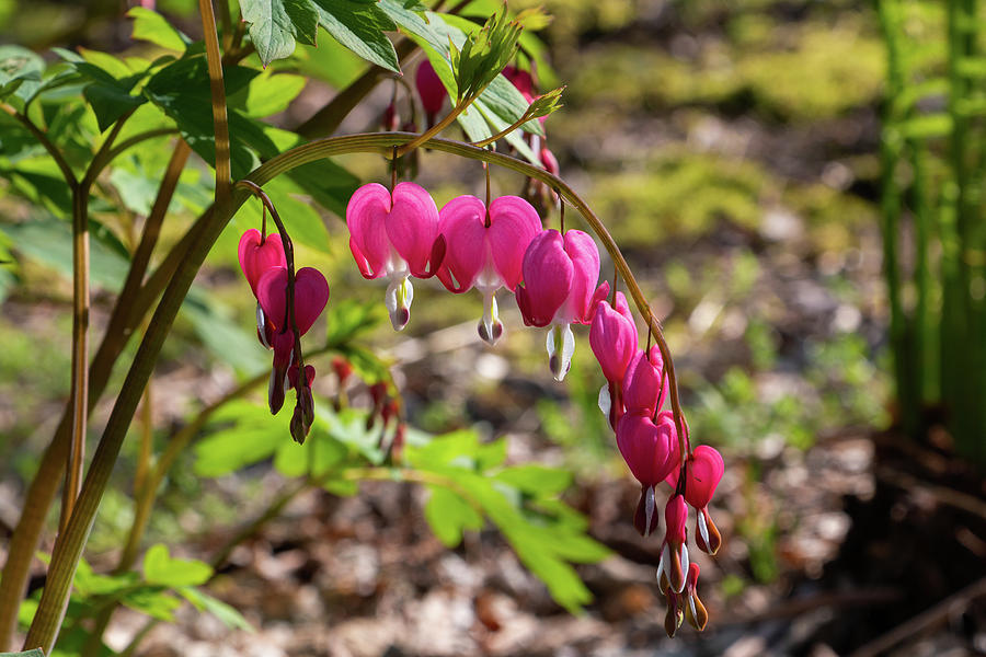 Bleeding Hearts Photograph by Jeff Severson