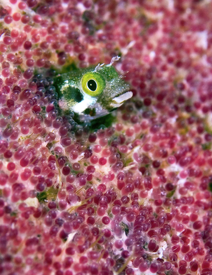 Blenny Fish Eggs Photograph by Copyright Michael Gerber