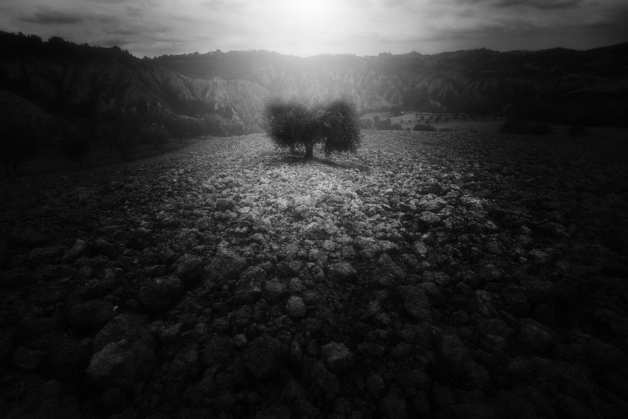 Tree Photograph - Blessed Ground by Filippo Manini