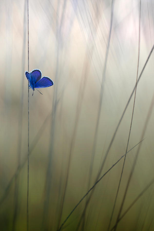 Bleu Photograph by Daan De Vos