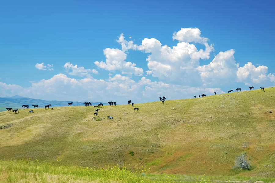Bleu Horses of Montana Photograph by Joe Kopp